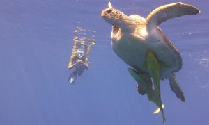 Schnorcheln mit Schildkröten in Abu Dabab - Ausflug ab Marsa Alam