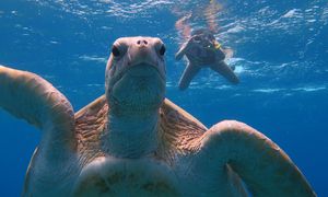 Schnorcheln mit Schildkröten in der Marsa Mubarak Bucht