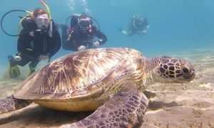 Fun Diving Marsa Alam - Ganztägige Tauchfahrt mit 2 Tauchgängen