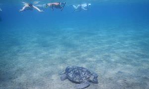 Ausflug Abu Dabab - Schnorcheln mit Schildkröten Marsa Alam