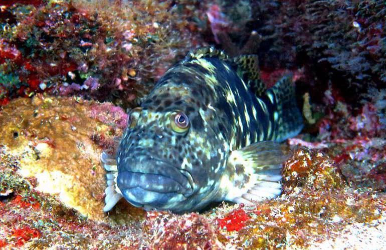 Ägyptische Malediven - Ausflug zu den Qulaan Inseln Marsa Alam  