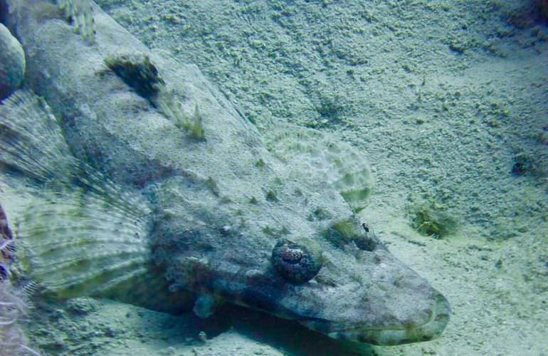 Ägyptische Malediven - Ausflug zu den Qulaan Inseln Marsa Alam  