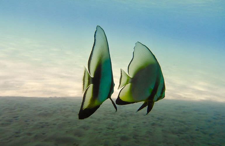 Ägyptische Malediven - Ausflug zu den Qulaan Inseln Marsa Alam  