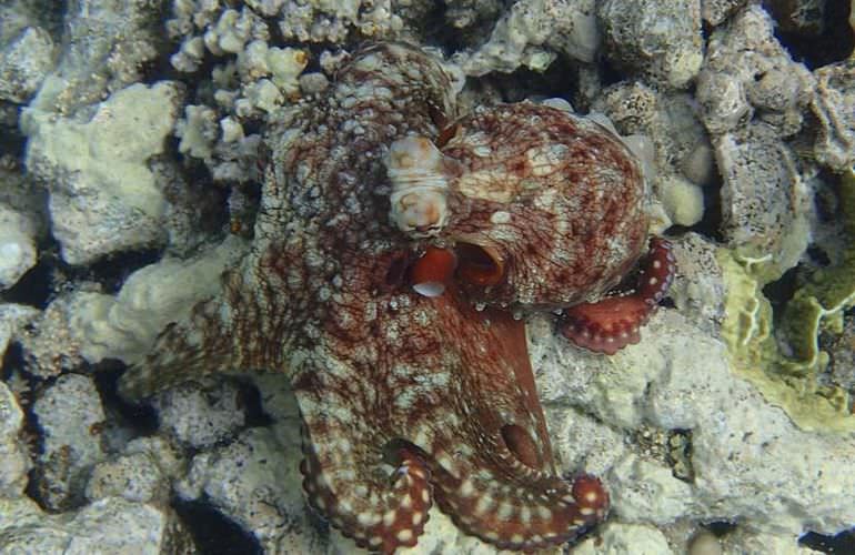 Ägyptische Malediven - Ausflug zu den Qulaan Inseln Marsa Alam  