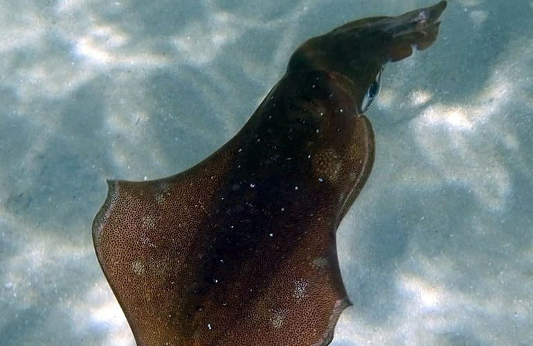 Ägyptische Malediven - Ausflug zu den Qulaan Inseln Marsa Alam  