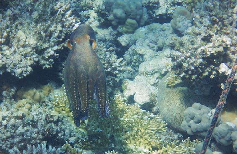 Ägyptische Malediven - Ausflug zu den Qulaan Inseln Marsa Alam  