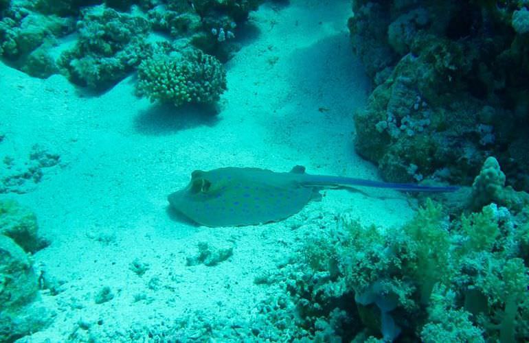 Ägyptische Malediven - Ausflug zu den Qulaan Inseln Marsa Alam  