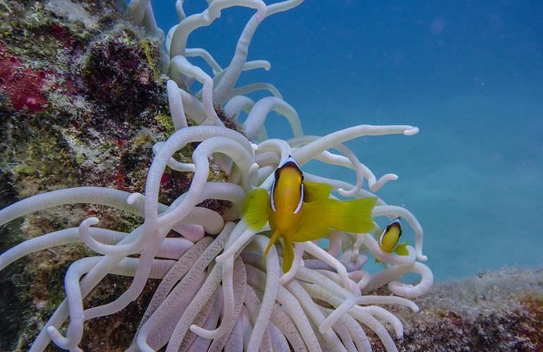 Ägyptische Malediven - Ausflug zu den Qulaan Inseln Marsa Alam  