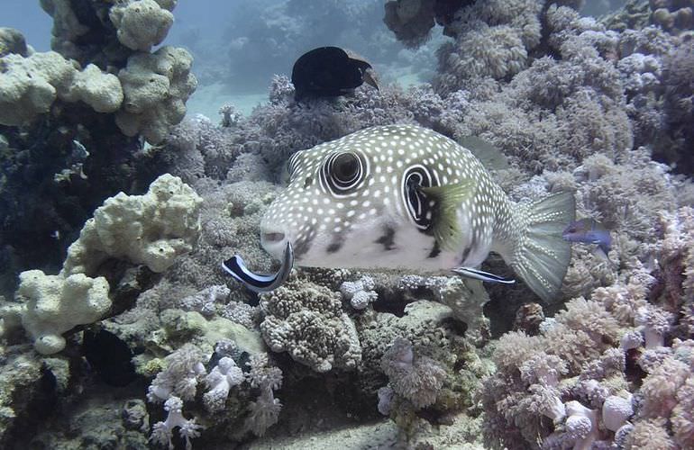 Ägyptische Malediven - Ausflug zu den Qulaan Inseln Marsa Alam  