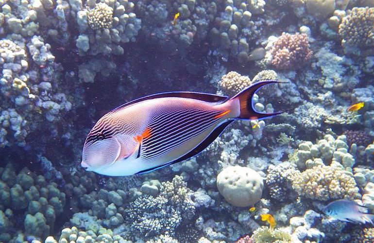 Ägyptische Malediven - Ausflug zu den Qulaan Inseln Marsa Alam  