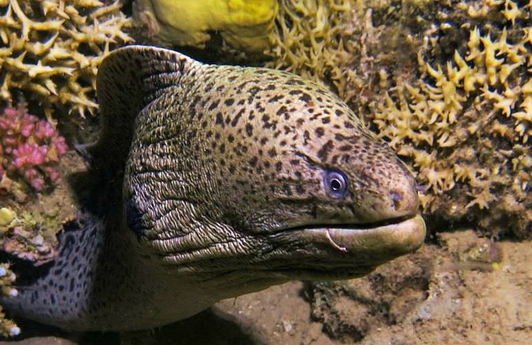 Ausflug-Qulaan Inseln zum Schnorcheln von Marsa Alam aus