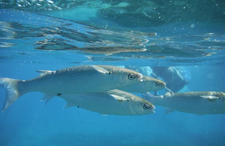 Ausflug-Qulaan Inseln zum Schnorcheln von Marsa Alam aus