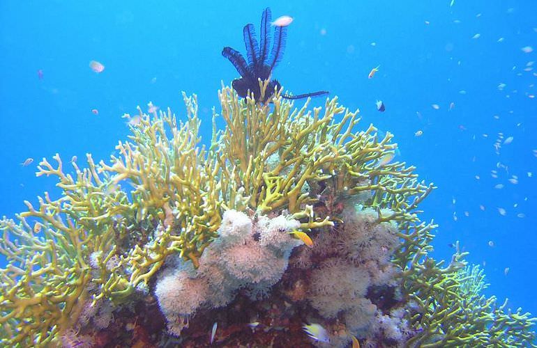 Ausflug-Qulaan Inseln zum Schnorcheln von Marsa Alam aus