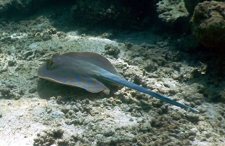 Ausflug-Qulaan Inseln zum Schnorcheln von Marsa Alam aus