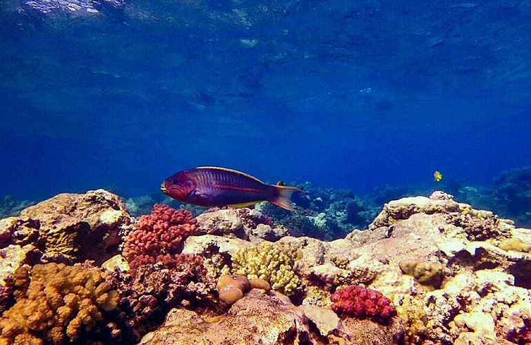 Ausflug-Qulaan Inseln zum Schnorcheln von Marsa Alam aus