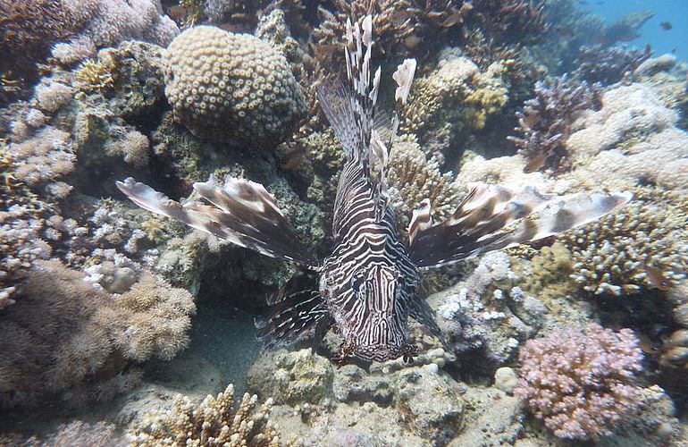 Ausflug-Qulaan Inseln zum Schnorcheln von Marsa Alam aus