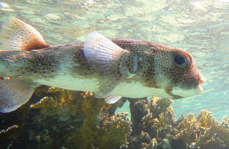 Ausflug zum Schnorcheln mit dem Boot in Marsa Alam