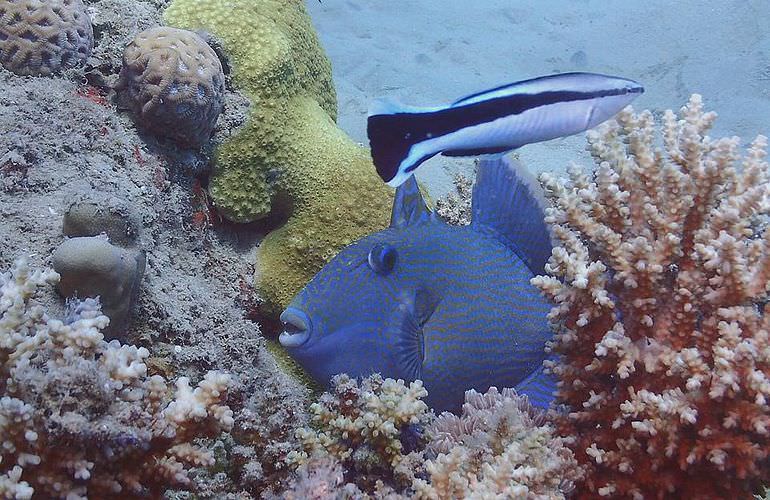 Ausflug zum Schnorcheln mit dem Boot in Marsa Alam