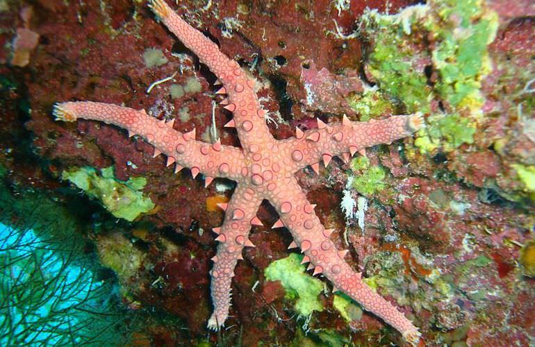 Ausflug zum Schnorcheln mit dem Boot in Marsa Alam