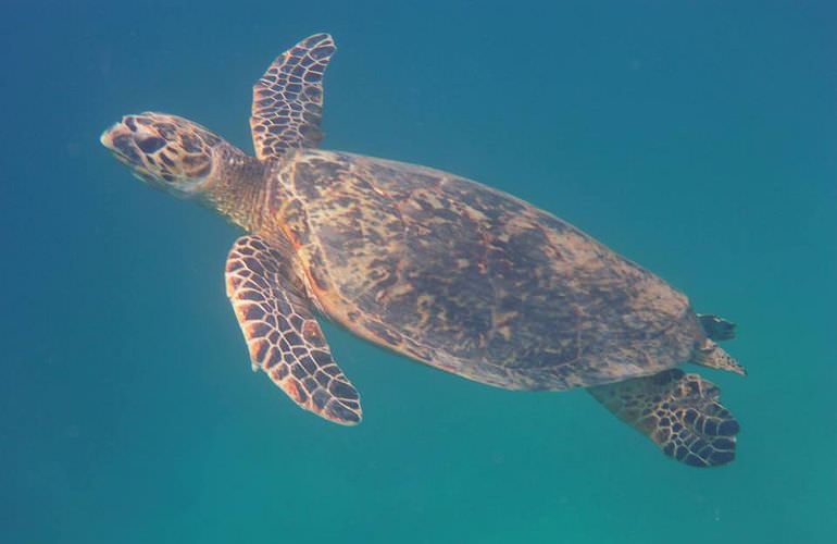 Ausflug zum Schnorcheln mit dem Boot in Marsa Alam