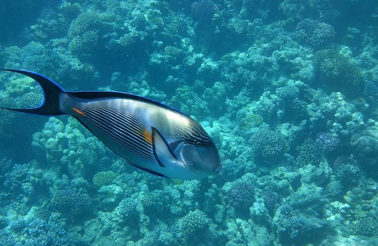 Ausflug zum Schnorcheln mit dem Boot in Marsa Alam