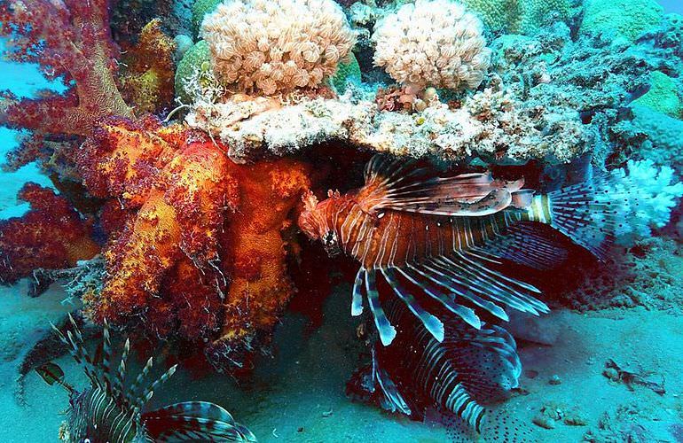 Ausflug zum Schnorcheln mit dem Boot in Marsa Alam