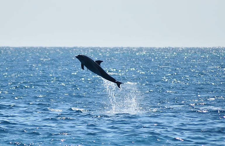 2-tägiger Schnorchelausflug zum Sataya Dolphin Reef von El Quseir