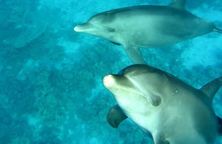 2-tägiger Schnorchelausflug zum Sataya Dolphin Reef in Marsa Alam