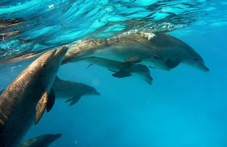 Ausflug zum Dolphin House in Marsa Alam - Begegnung mit Delphinen in freier Natur