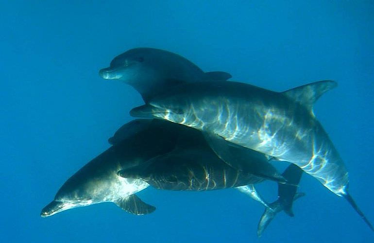 Schnorchelausflug zum Dolphin House Reef (Sha'ab Samadai) in Marsa Alam