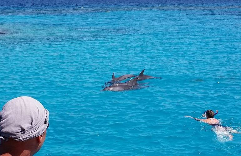 Schnorcheln mit Delfinen in Marsa Alam