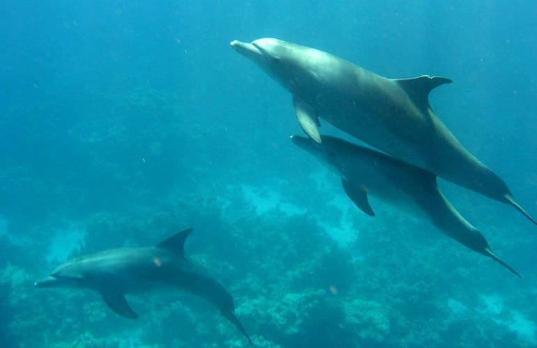 Schnorcheln Dolphin House Marsa Alam & Ganztägiger Bootsausflug  