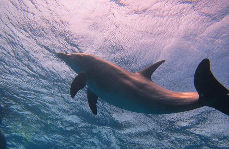 Delfin Tour in Marsa Alam - Schwimmen mit freilebenden Delfinen