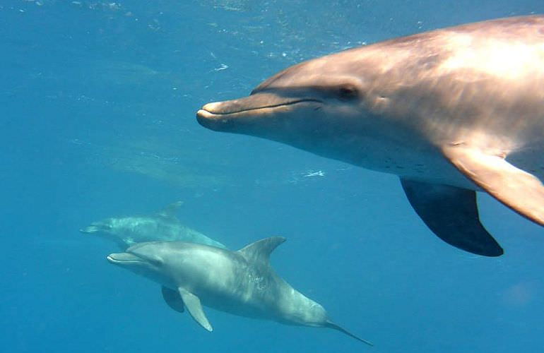 Schnorchelausflug zum Dolphin House Reef (Sha'ab Samadai) in Marsa Alam