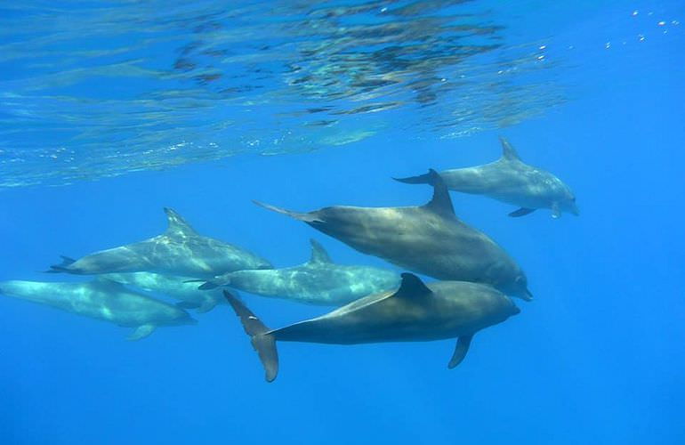 Schnorcheln Dolphin House Marsa Alam & Ganztägiger Bootsausflug  