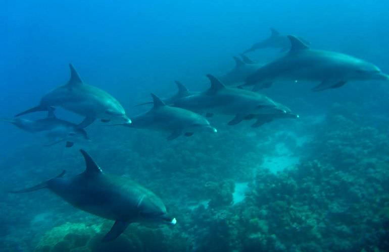 Schnorcheln mit Delfinen in Marsa Alam