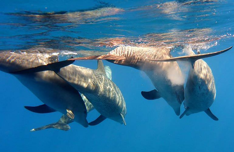 Delfin Tour in Marsa Alam - Schwimmen mit freilebenden Delfinen