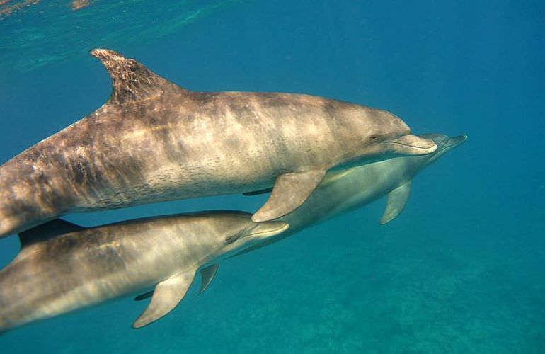 Ausflug zum Dolphin House in Marsa Alam - Begegnung mit Delphinen in freier Natur