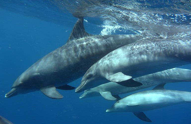 2-tägiger Schnorchelausflug zum Sataya Dolphin Reef in Marsa Alam