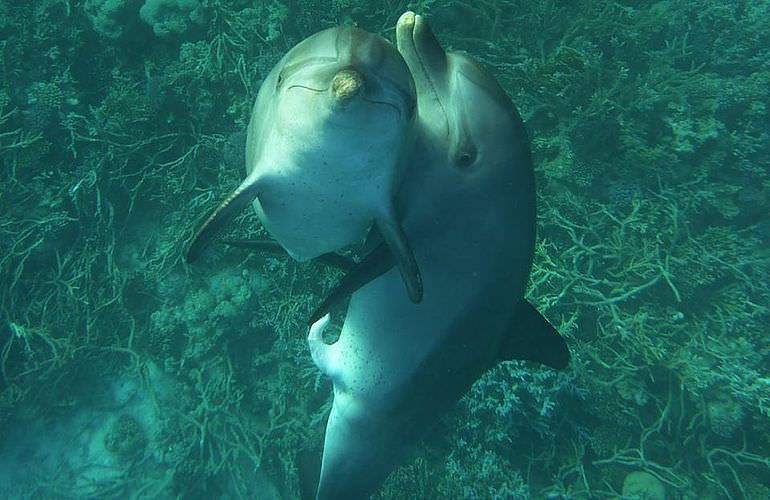 Schnorchelausflug zum Sataya Dolphin Reef in Marsa Alam  