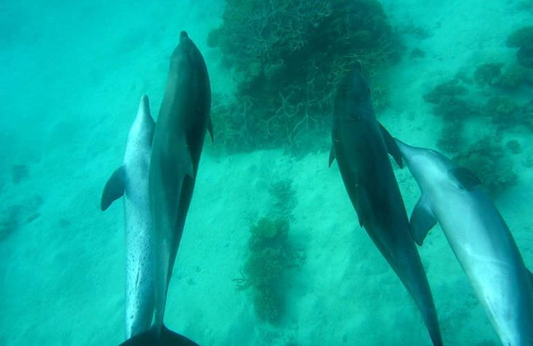 Schnorcheln Dolphin House Marsa Alam & Ganztägiger Bootsausflug  