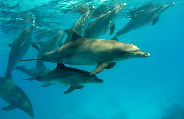 Delfin Tour in Marsa Alam - Schwimmen mit freilebenden Delfinen