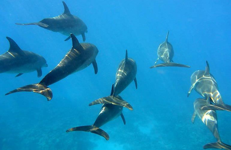 Ausflug zum Dolphin House in Marsa Alam - Begegnung mit Delphinen in freier Natur