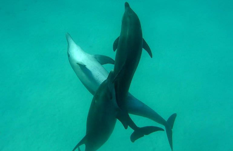 2-tägiger Schnorchelausflug zum Sataya Dolphin Reef in Marsa Alam