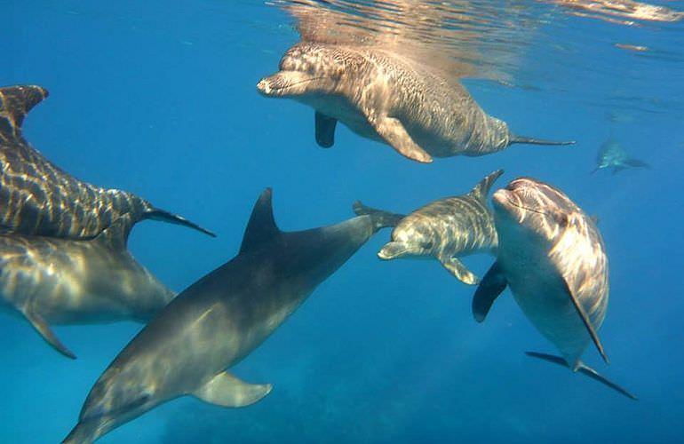 2-tägiger Schnorchelausflug zum Sataya Dolphin Reef in Marsa Alam