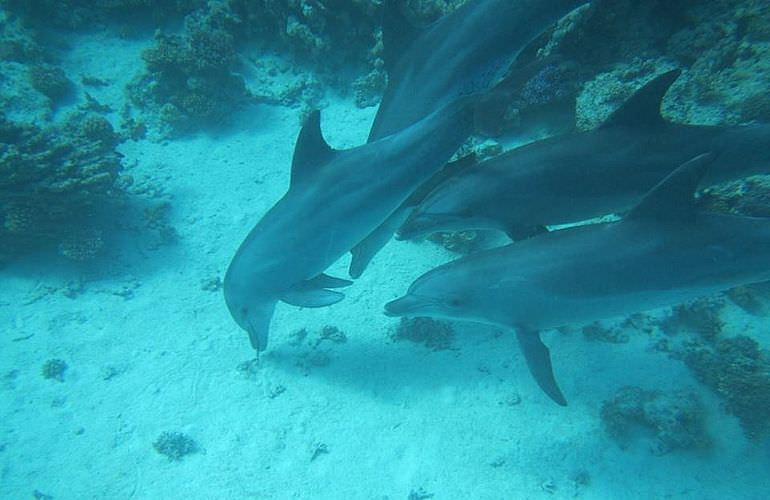 Ausflug zum Dolphin House in Marsa Alam - Begegnung mit Delphinen in freier Natur