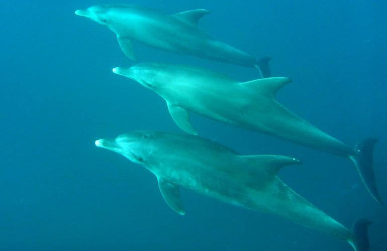 Delfin Tour in Marsa Alam - Schwimmen mit freilebenden Delfinen