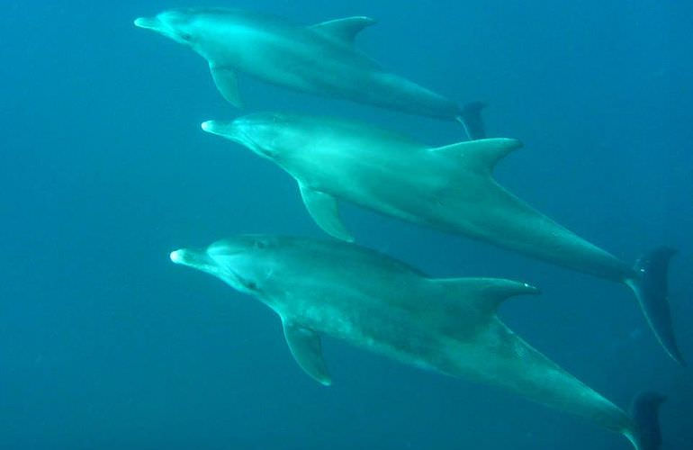 Delfin Tour in Marsa Alam - Schwimmen mit freilebenden Delfinen