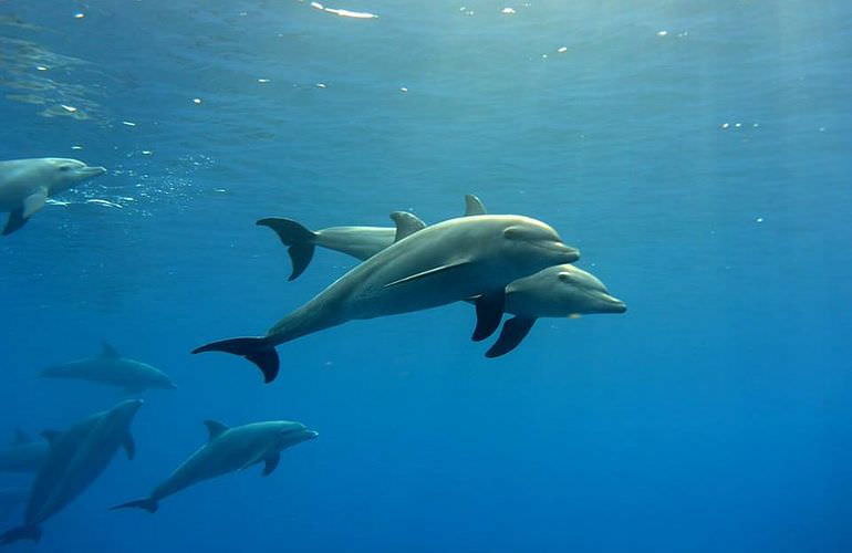 Dolphin House Reef - Ganztägiger Schnorchelausflug Marsa Alam