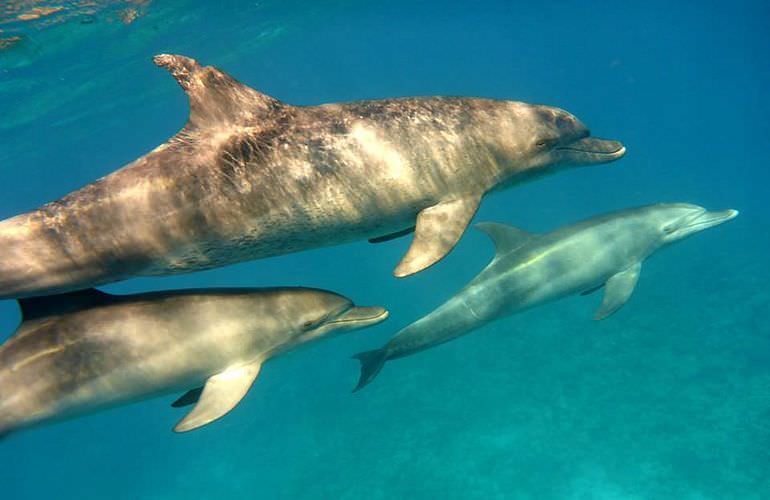 Schnorcheln Dolphin House Marsa Alam & Ganztägiger Bootsausflug  